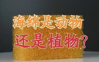 海洋里的海绵是动物还是植物