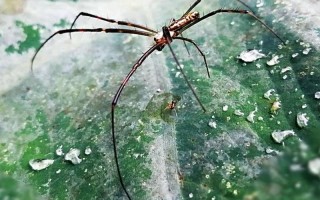 下雨前蜘蛛逃到哪儿去了答案