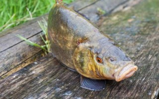 什么鱼被称为软黄金