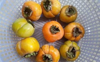 脆柿子的功效与作用及副作用