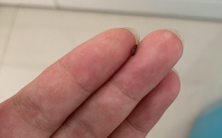 米虫的日子是什么意思(蛀米虫是什么意思)