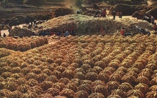 那个朝代的人能吃到玉米