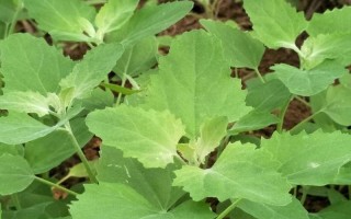 野菜图片大全及名字 图库