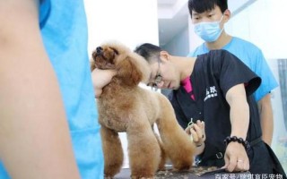 南京宠物美容培训