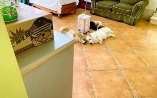 狗狗取暖毛被烤焦