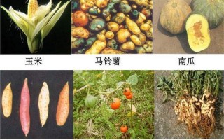 土豆什么时候传入中国