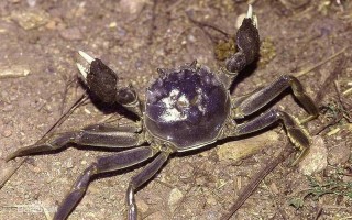 什么过街横行霸道