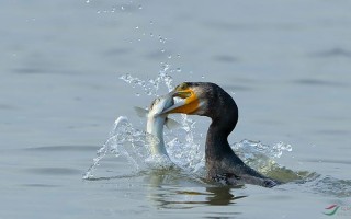 惊心动魄是什么生肖动物