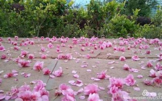 花落知多少打一成语