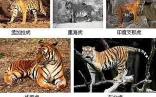华南虎和东北虎的区别