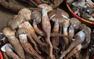 鸡枞菌价格多少一斤
