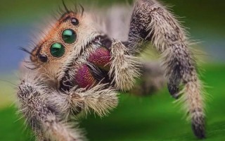 下雨前蜘蛛逃到哪里去了