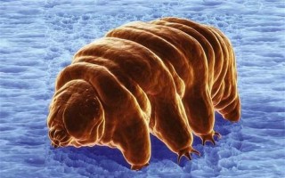 水熊虫的天敌是什么