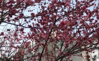 坐看庭前花开花落