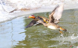 鸳鸯戏水什么意思