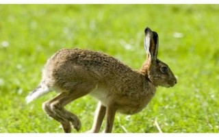 无独有偶是什么生肖动物