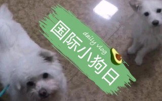 今天是国际小狗日