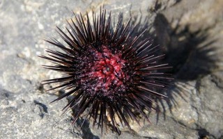 海中刺猬是什么动物蚂蚁庄园