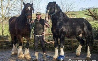 马的东西又大又长