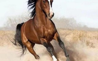 千里马分别指哪一类人