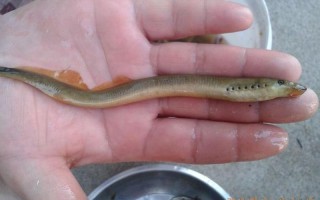 七星鱼了是什么意思