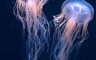 世界上更大的水母