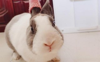 吸小兔兔是什么感觉