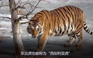 更大的老虎会是谁