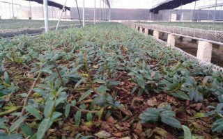 铁皮石斛哪里的产地更好