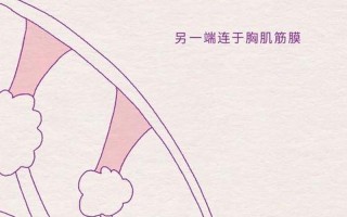 组词女生胸口的图片