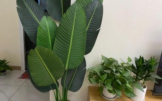 旅人蕉天堂鸟的区别视频