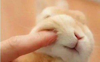 男生吸了小兔兔的感觉