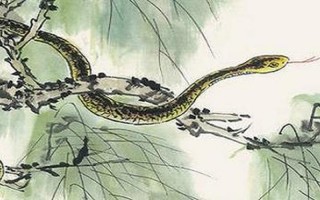 西风落叶指什么生肖