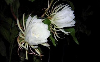 昙花的功效与药用价值