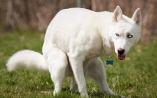 一天排便40次的动物是什么