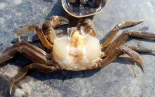 生吃螃蟹易得什么病