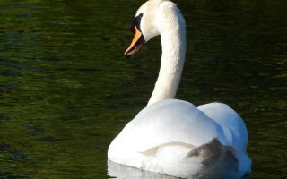 雪白雪白的什么的
