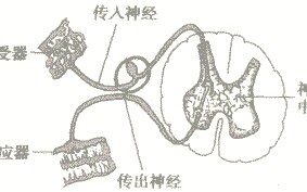 神经调节的基本方式是怎样的?神经调节的基本方式和特点是什么