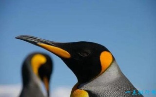 怀璧其罪打一动物