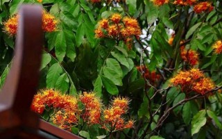 无忧花的花语是什么