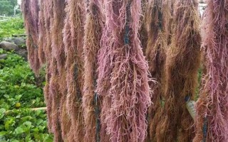 麒麟菜种在海里还是土里