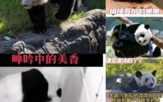 旅美大熊猫丫丫死了