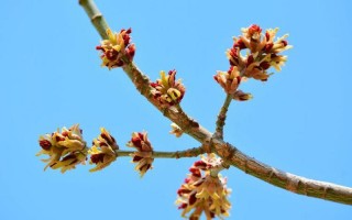 白蜡树一般在几月开花