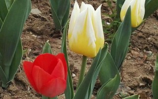 兰陵美酒郁金香的意思