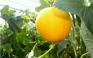 伊丽莎白瓜怎么吃