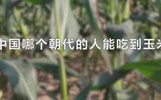 清朝和唐朝哪个朝代能吃到玉米