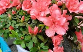 杜鹃花多少钱一株