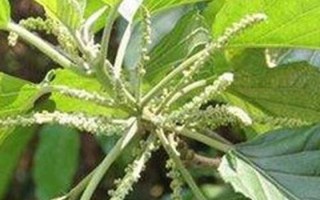 竹白霜的功效与用法