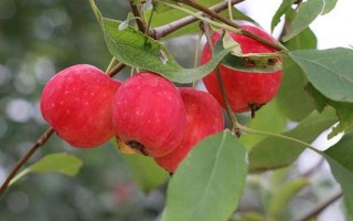 海棠果可以直接吃吗