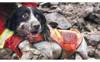 地震搜救犬全部处死